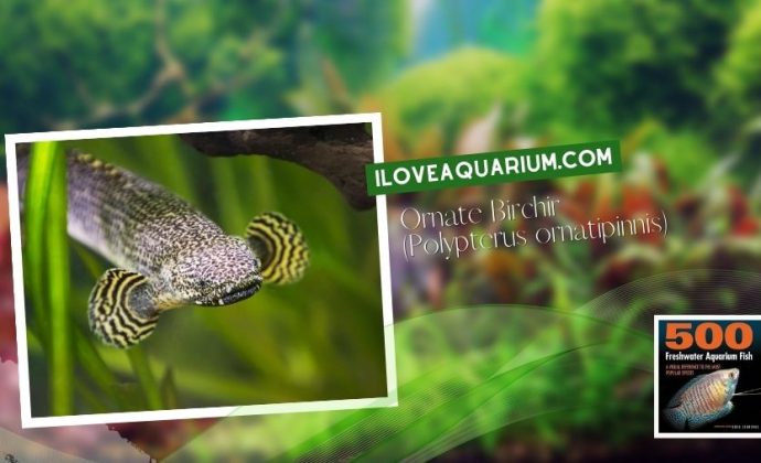 Ebook freshwater aquarium fish MISCELLANEOUS FISH Ornate Birchir Polypterus ornatipinnis