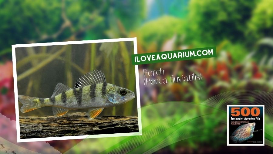 Ebook freshwater aquarium fish MISCELLANEOUS FISH Perch Perca fluviatilis