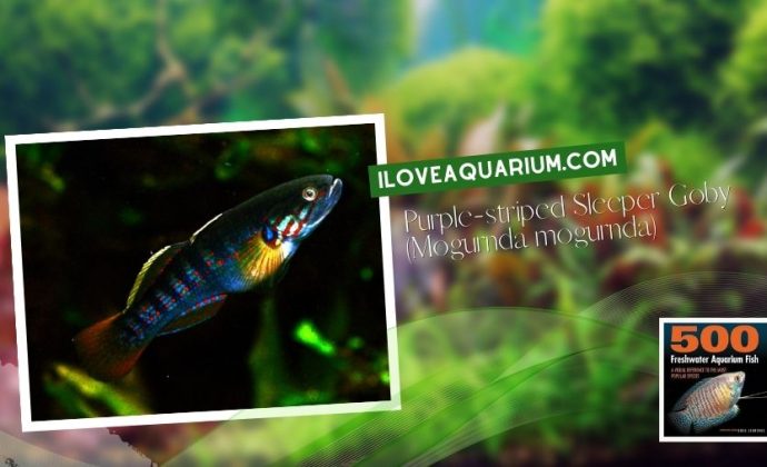 Ebook freshwater aquarium fish MISCELLANEOUS FISH Purple striped Sleeper Goby Mogurnda mogurnda