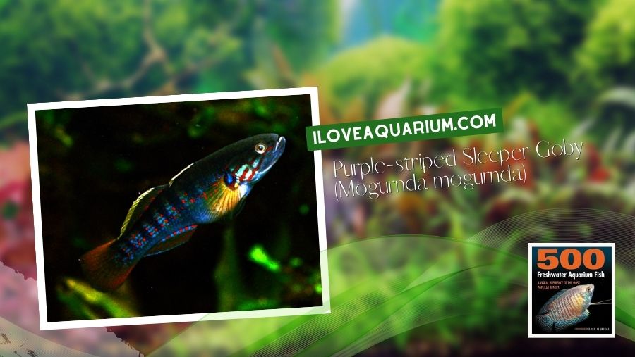 Ebook freshwater aquarium fish MISCELLANEOUS FISH Purple striped Sleeper Goby Mogurnda mogurnda