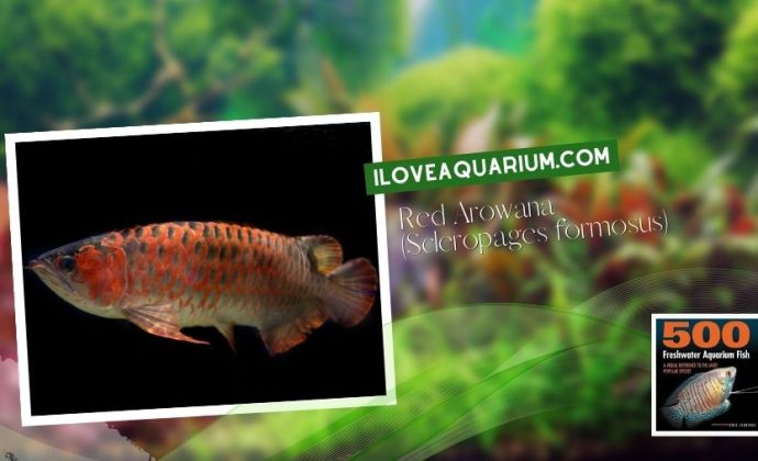 Ebook freshwater aquarium fish MISCELLANEOUS FISH Red Arowana Scleropages formosus
