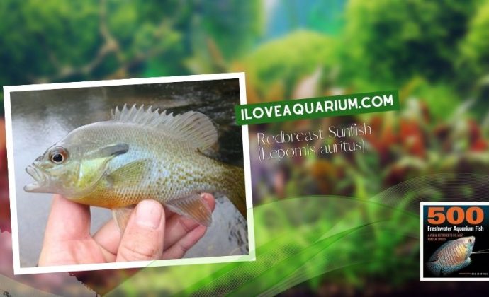 Ebook freshwater aquarium fish MISCELLANEOUS FISH Redbreast Sunfish Lepomis auritus