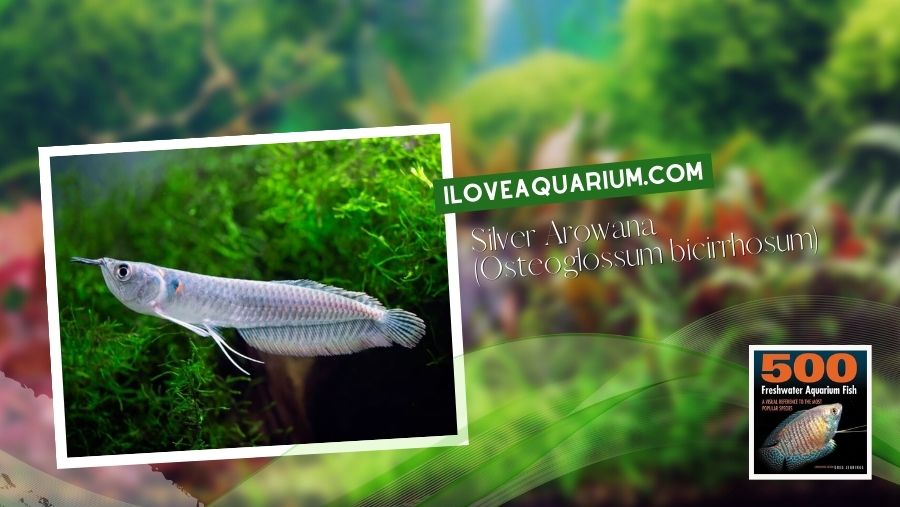 Ebook freshwater aquarium fish MISCELLANEOUS FISH Silver Arowana Osteoglossum bicirrhosum
