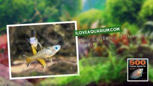 Ebook freshwater aquarium fish RAINBOWS BLUE EYES Australian Blue eye Pseudomugil signifer