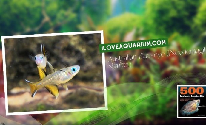 Ebook freshwater aquarium fish RAINBOWS BLUE EYES Australian Blue eye Pseudomugil signifer