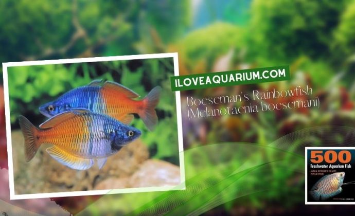 Ebook freshwater aquarium fish RAINBOWS BLUE EYES Boesemans Rainbowfish Melanotaenia boesemani