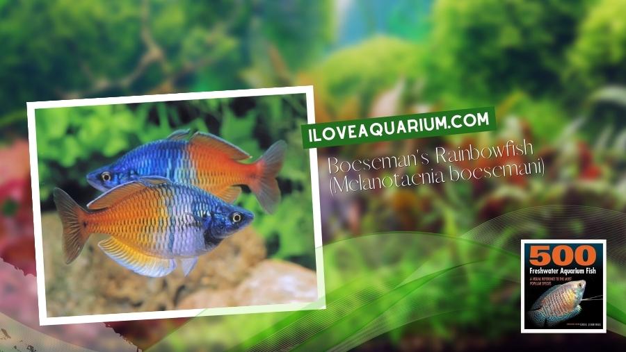 Ebook freshwater aquarium fish RAINBOWS BLUE EYES Boesemans Rainbowfish Melanotaenia boesemani