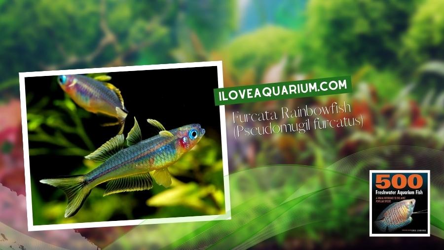 Ebook freshwater aquarium fish RAINBOWS BLUE EYES Furcata Rainbowfish Pseudomugil furcatus