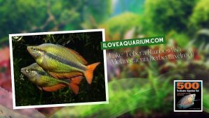 Ebook freshwater aquarium fish RAINBOWS BLUE EYES Lake Tebera Rainbowfish Melanotaenia herbertaxelrodi