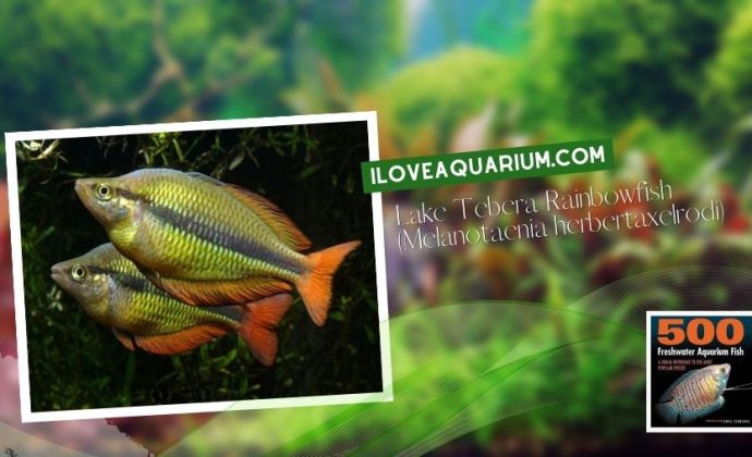 Ebook freshwater aquarium fish RAINBOWS BLUE EYES Lake Tebera Rainbowfish Melanotaenia herbertaxelrodi