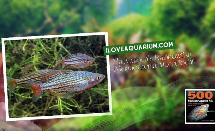 Ebook freshwater aquarium fish RAINBOWS BLUE EYES MacCullochs Rainbowfish Melanotaenia maccullochi