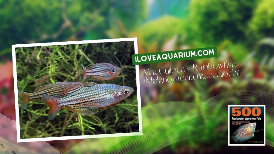 Ebook freshwater aquarium fish RAINBOWS BLUE EYES MacCullochs Rainbowfish Melanotaenia maccullochi