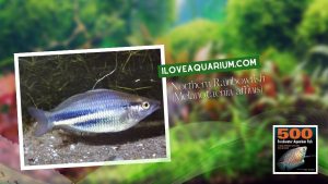 Ebook freshwater aquarium fish RAINBOWS BLUE EYES Northern Rainbowfish Melanotaenia affinis