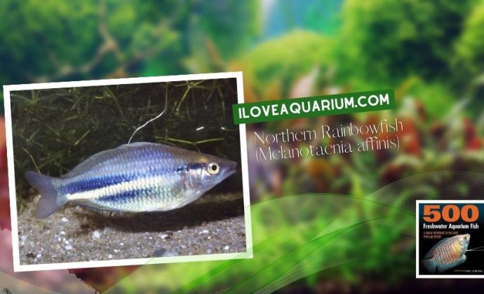 Ebook freshwater aquarium fish RAINBOWS BLUE EYES Northern Rainbowfish Melanotaenia affinis