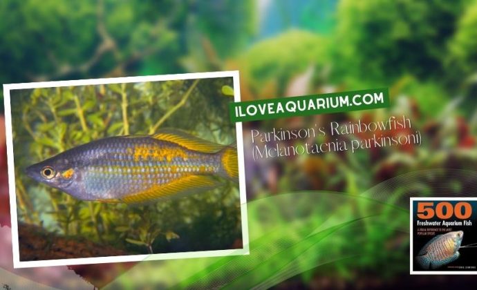 Ebook freshwater aquarium fish RAINBOWS BLUE EYES Parkinsons Rainbowfish Melanotaenia parkinsoni