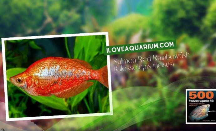 Ebook freshwater aquarium fish RAINBOWS BLUE EYES Salmon Red Rainbowfish Glossolepis incisus
