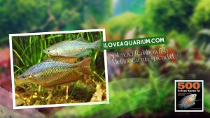 Ebook freshwater aquarium fish RAINBOWS BLUE EYES Splendid Rainbowfish Melanotaenia splendida