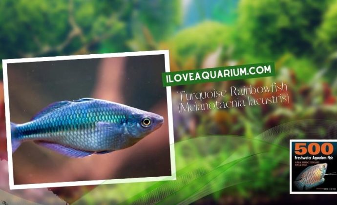 Ebook freshwater aquarium fish RAINBOWS BLUE EYES Turquoise Rainbowfish Melanotaenia lacustris