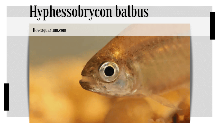 Hyphessobrycon balbus (MYERS, 1927)