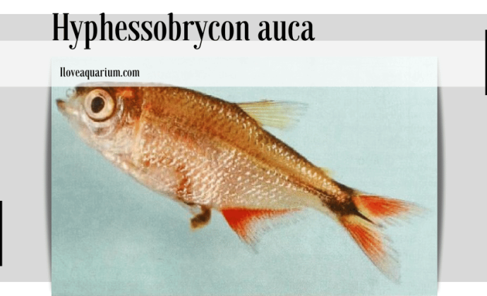 Hyphessobrycon auca (ALMIRÓN, CASCIOTTA, BECHARA & RUÍZ DÍAZ, 2004)