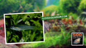 Lampeye Panchax (Aplocheilichthys luxophthalmus)