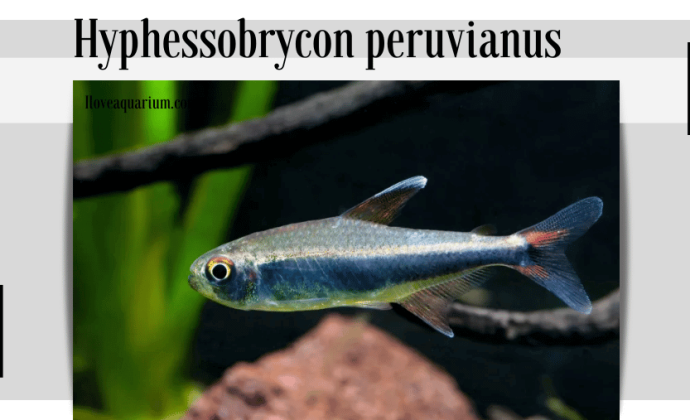 Hyphessobrycon peruvianus (LADIGES, 1938) - Peruvian Tetra
