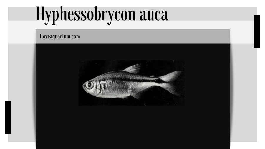 Hyphessobrycon auca (ALMIRÓN, CASCIOTTA, BECHARA & RUÍZ DÍAZ, 2004)