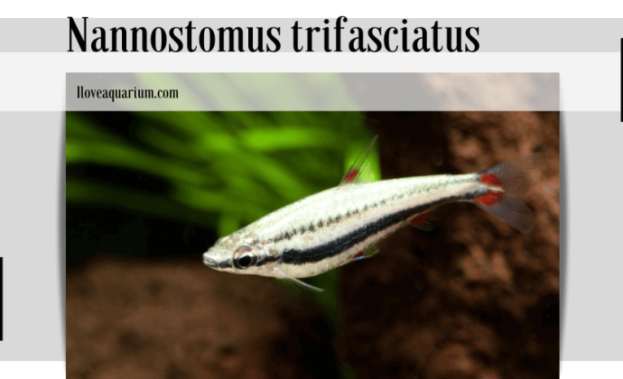 Nannostomus trifasciatus (STEINDACHNER, 1876) - Three-lined Pencilfish