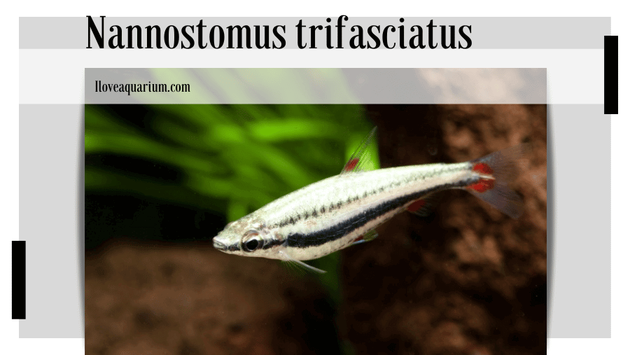 Nannostomus trifasciatus (STEINDACHNER, 1876) - Three-lined Pencilfish