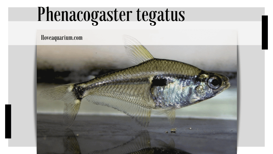 Phenacogaster tegatus (EIGENMANN, 1911)