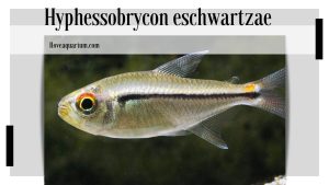 Hyphessobrycon eschwartzae (ROMÁN-VALENCIA & ORTEGA, 2013)
