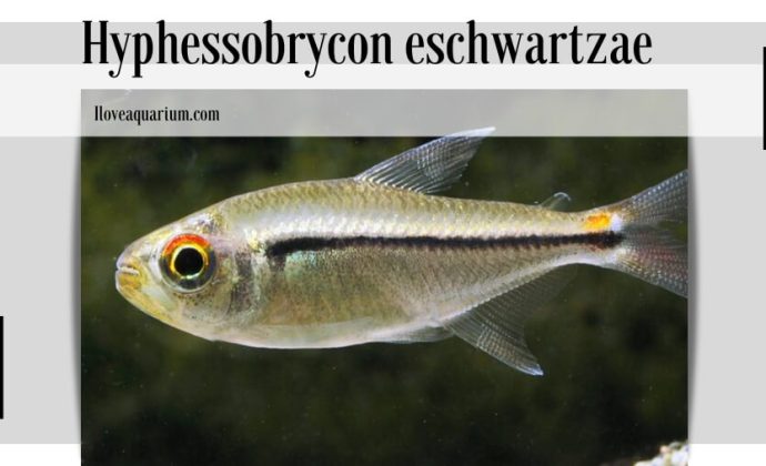 Hyphessobrycon eschwartzae (ROMÁN-VALENCIA & ORTEGA, 2013)