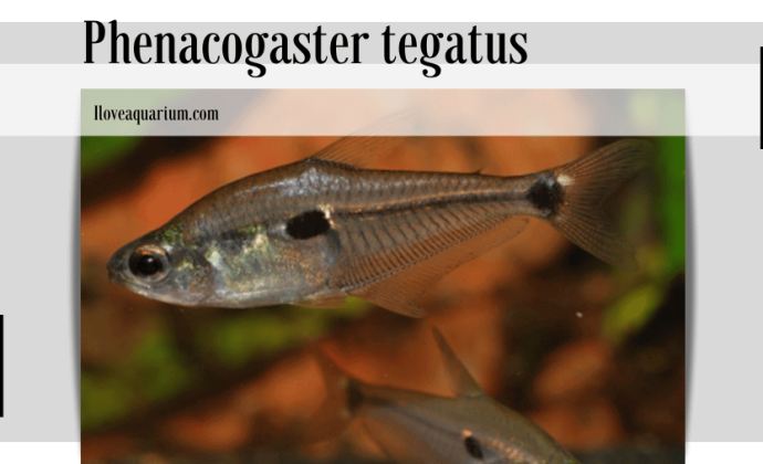 Phenacogaster tegatus (EIGENMANN, 1911)