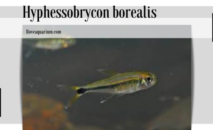 Hyphessobrycon borealis (ZARSKE, LE BAIL & GÉRY, 2006)