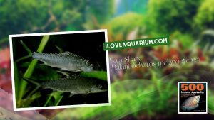 Bala Shark (Balantiocheilos melanopterus)