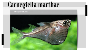 Carnegiella marthae (MYERS, 1927) Blackwing Hatchetfish