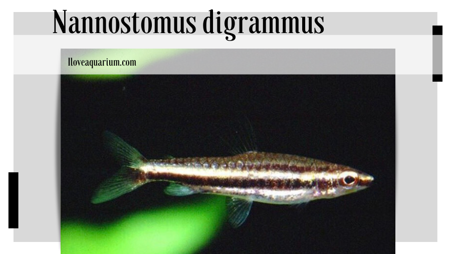 Nannostomus digrammus (FOWLER, 1913) -Twostripe Pencilfish