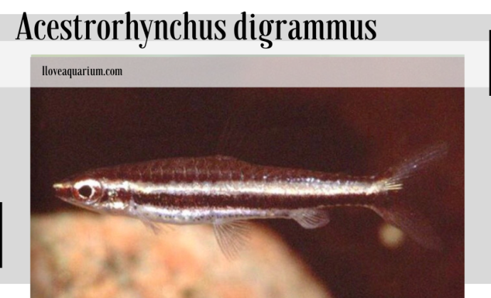 Nannostomus digrammus (FOWLER, 1913) - Twostripe Pencilfish