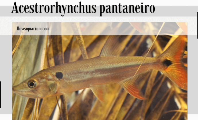 Acestrorhynchus pantaneiro (MENEZES, 1992)