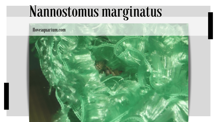 Nannostomus marginatus (EIGENMANN, 1909) - Dwarf Pencilfish