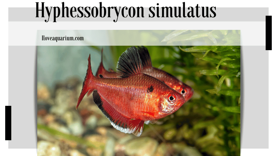 Hyphessobrycon simulatus (GÉRY, 1960) False X-ray Tetra Synonyms