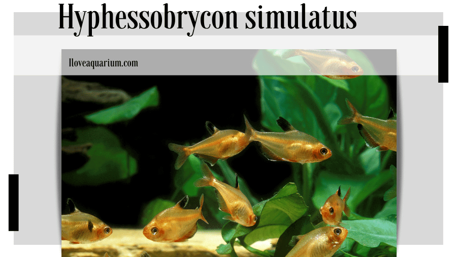 Hyphessobrycon simulatus (GÉRY, 1960) False X-ray Tetra Synonyms