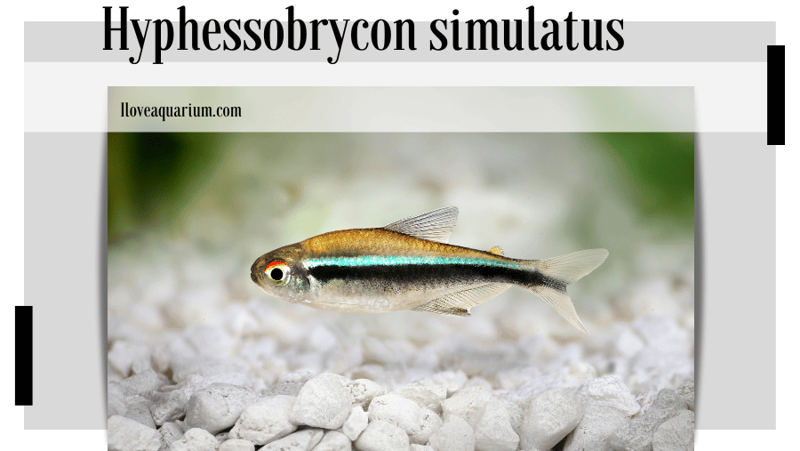 Etymology Etymology