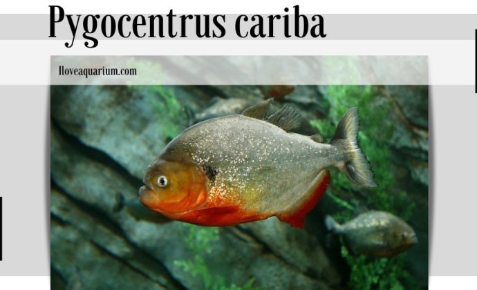 Iloveaquarium.com Pygocentrus cariba