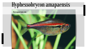 Hyphessobrycon amapaensis (ZARSKE & GÉRY, 1998) - Amapá Tetra
