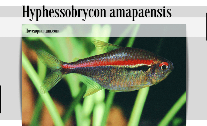 Hyphessobrycon amapaensis (ZARSKE & GÉRY, 1998) - Amapá Tetra