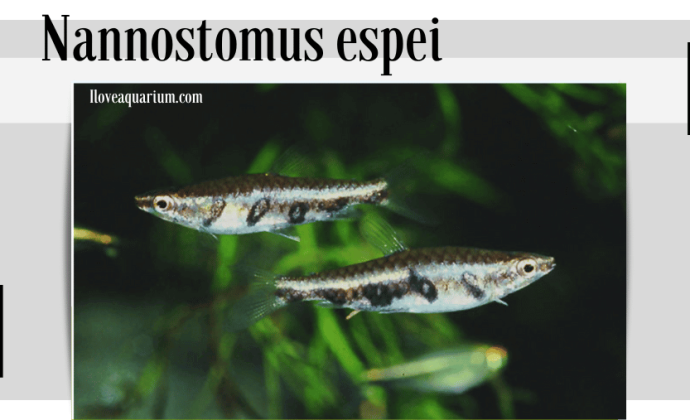 Nannostomus espei (MEINKEN, 1956) - Barred Pencilfish
