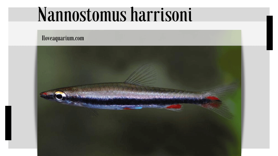 Nannostomus harrisoni (EIGENMANN, 1909) - Blackstripe Pencilfish