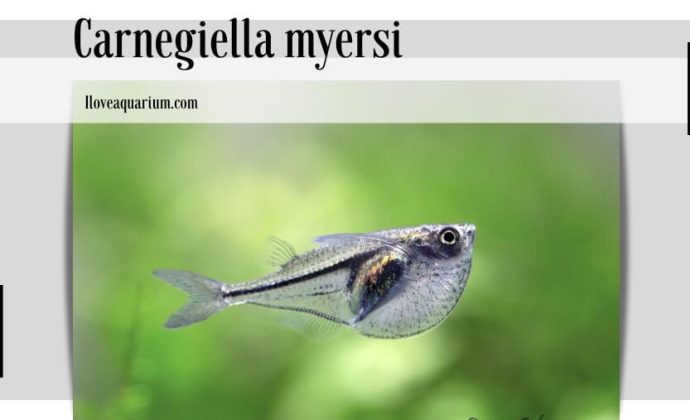 Carnegiella myersi (FERNANDEZ-YEPES, 1950) - Pygmy Hatchetfish