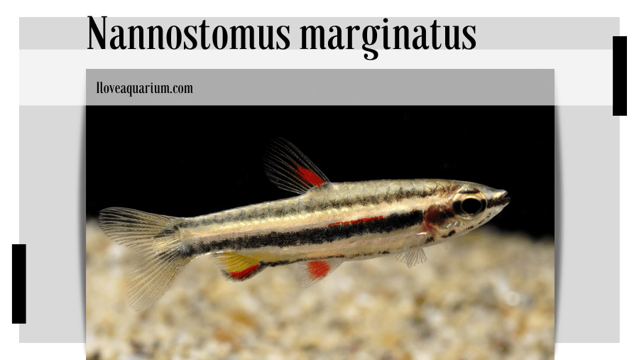 Nannostomus marginatus (EIGENMANN, 1909) - Dwarf Pencilfish